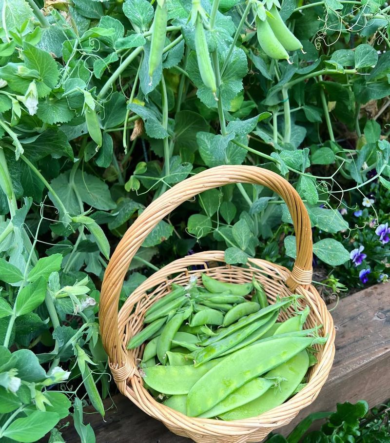 Peas (Snap And Snow Types)