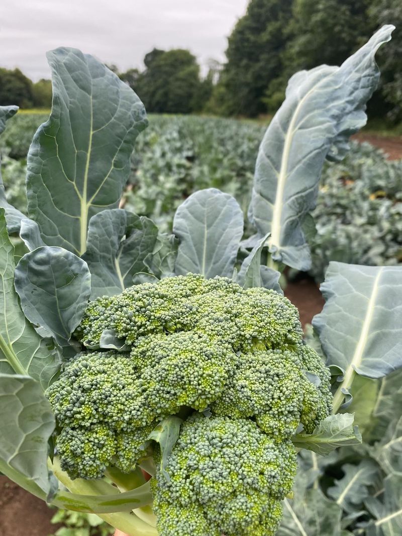 Broccoli