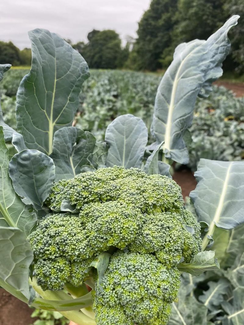 Broccoli