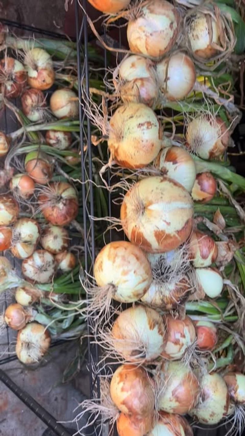 Onions From Seed