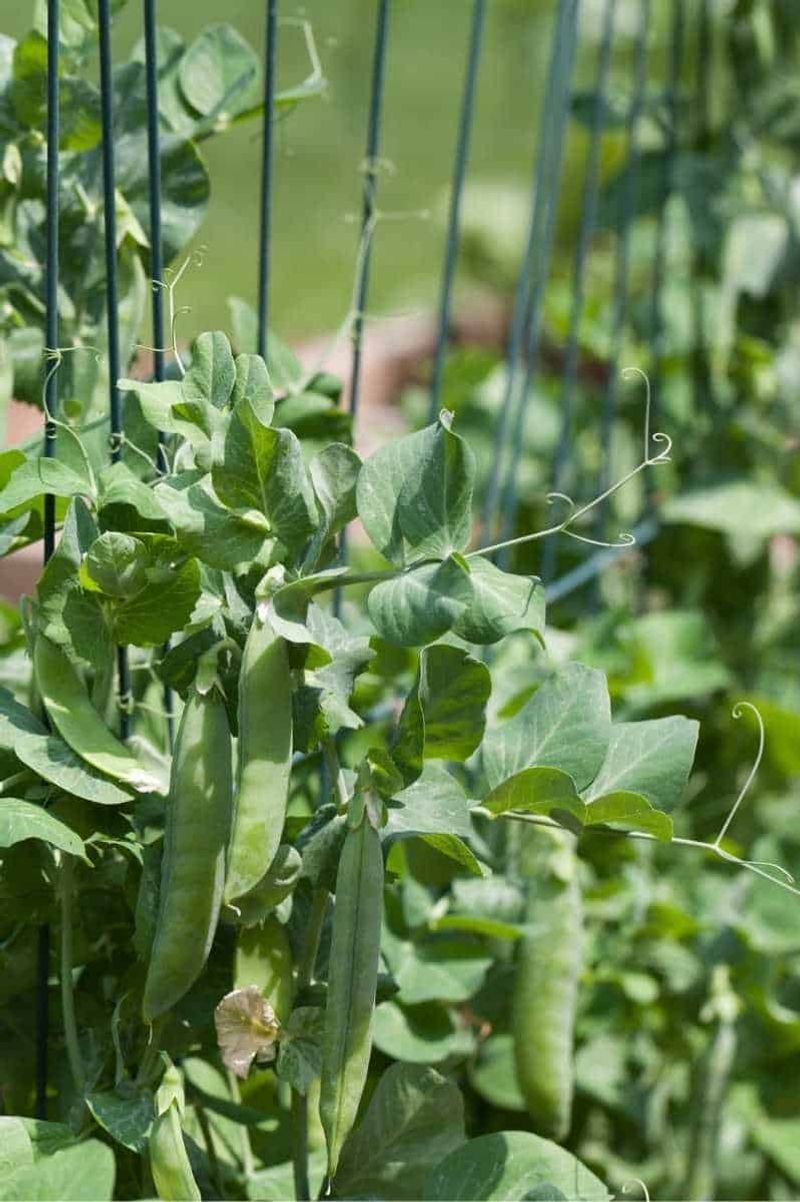 English Peas Take Off During Florida's Cool Season Window