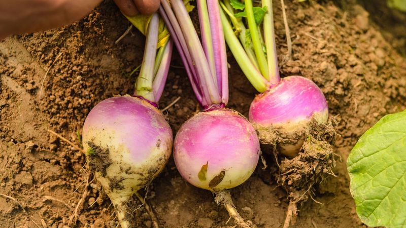 Turnips Survive Winter With Little Protection