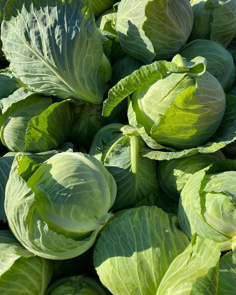 Cabbage