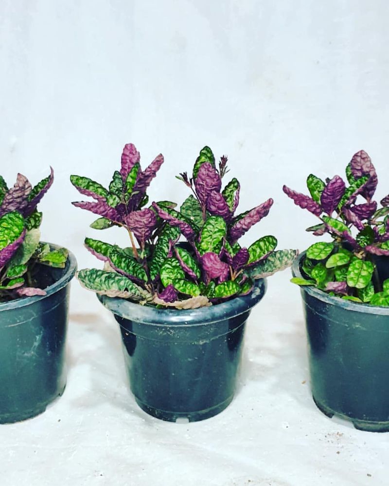 Hemigraphis Alternata (Purple Waffle Plant)