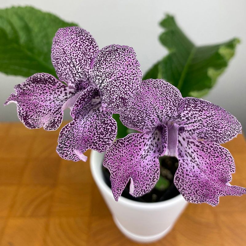 Streptocarpus (Cape Primrose)
