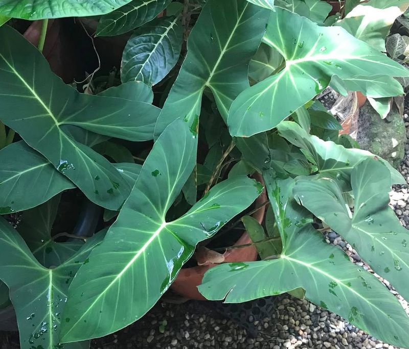 Alocasia Zebrina 'Reticulata'