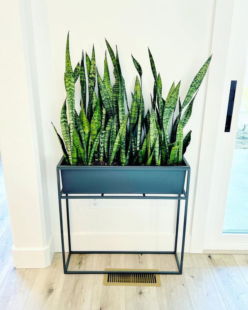 Snake Plant (Dracaena Trifasciata)