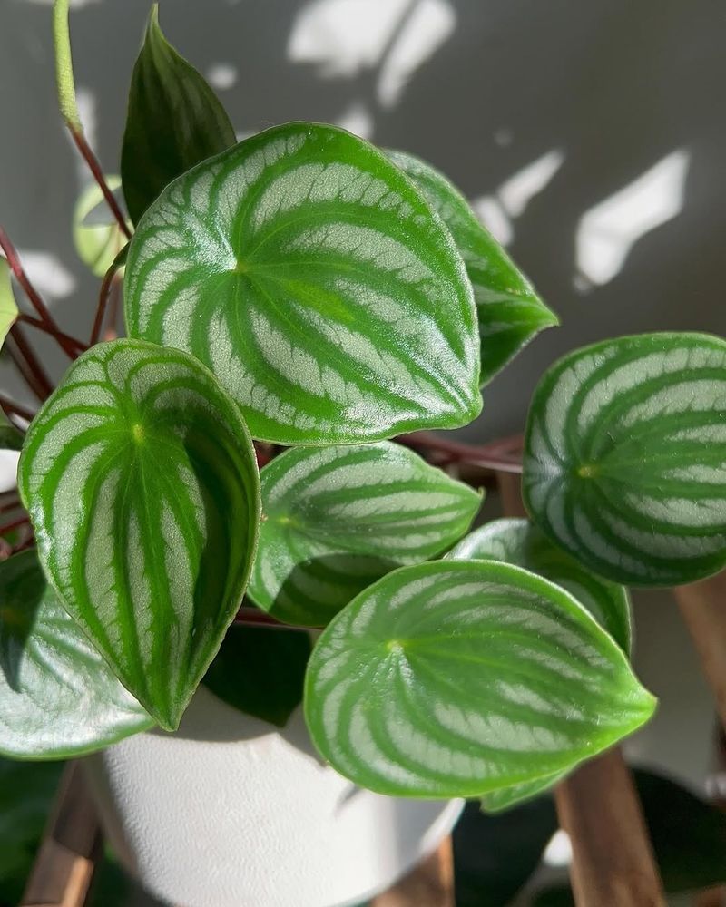 Peperomia