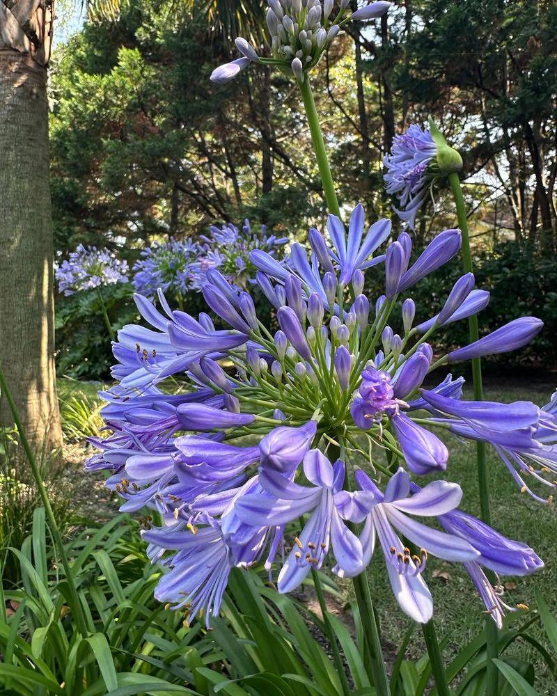 Agapanthus