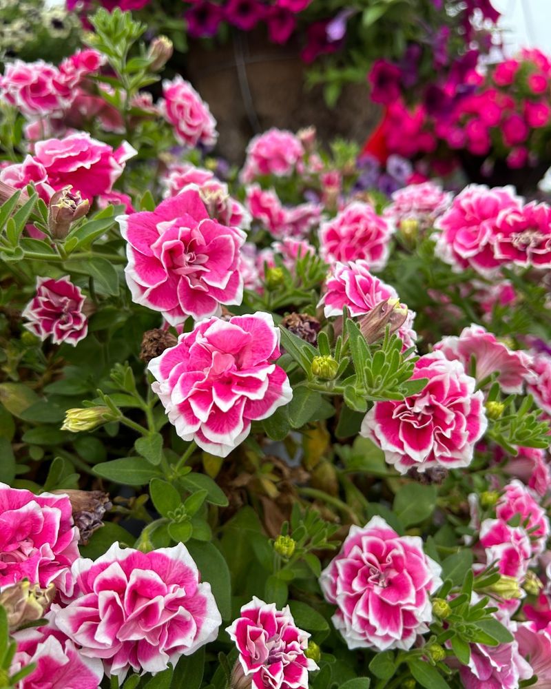 Double Petunias