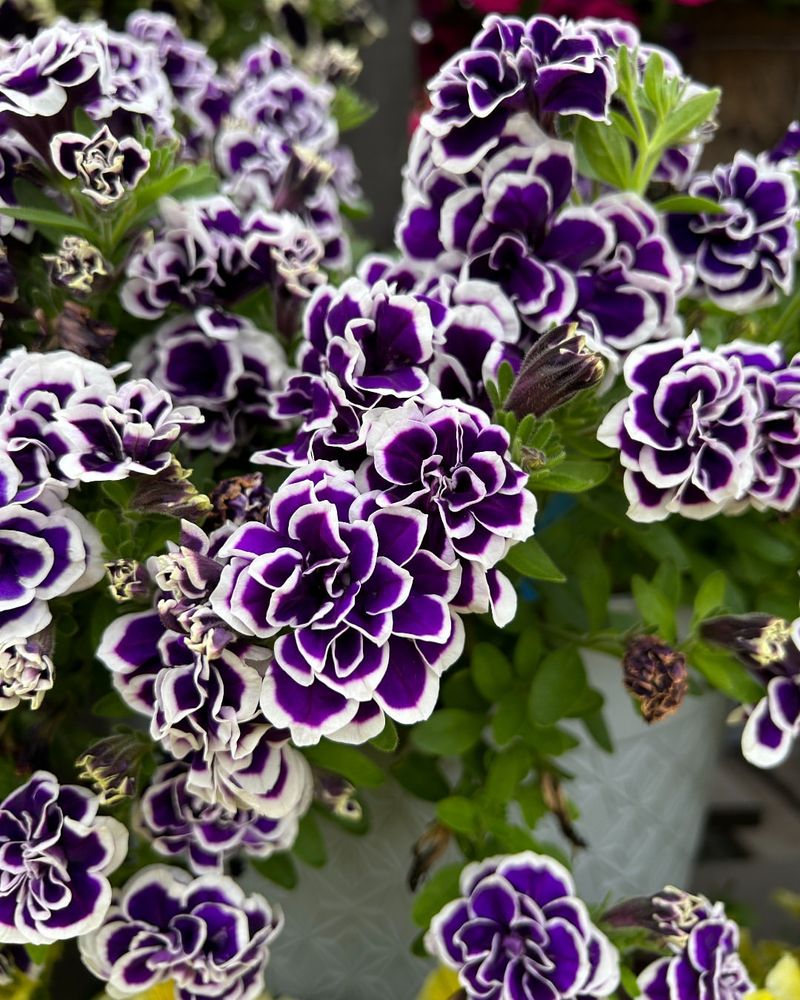 Double Petunia Varieties