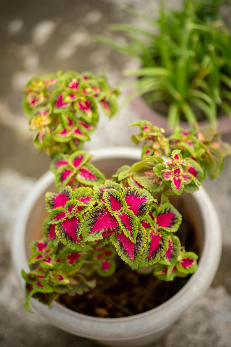 Coleus