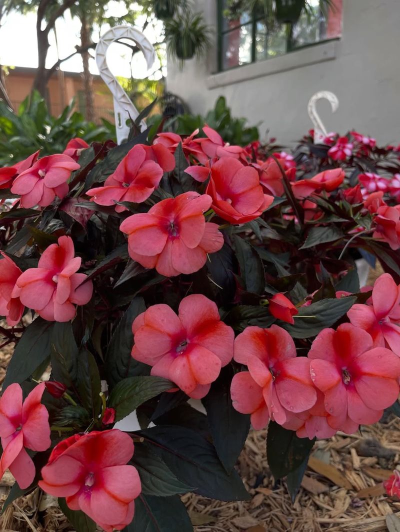 Impatiens