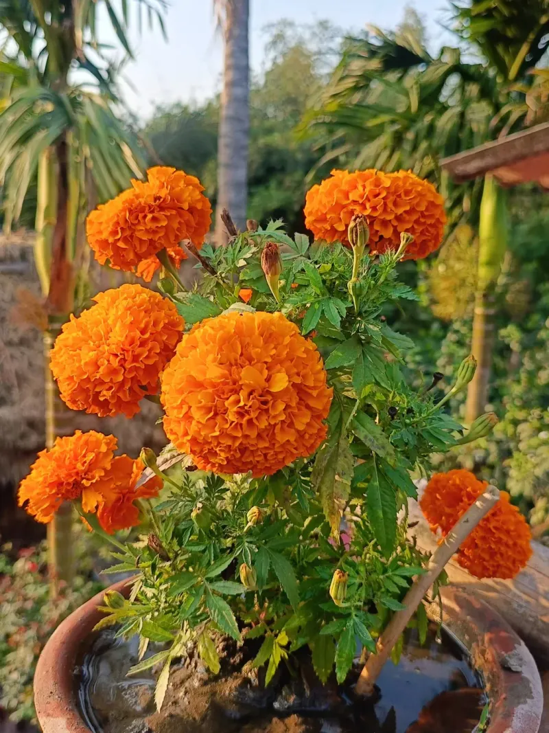 Double Marigolds