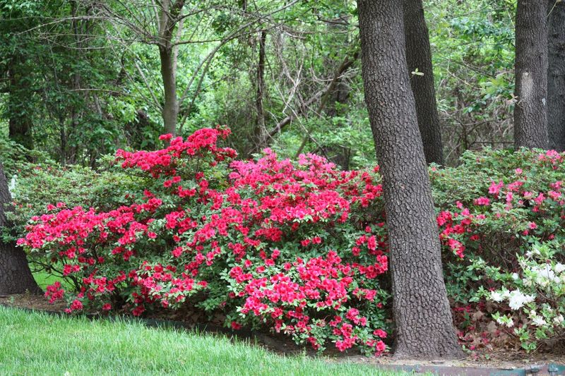 Open, Wind-Exposed Yard Areas