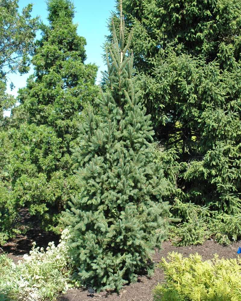 Advantages Of Coniferous Trees For Year-Round Structure