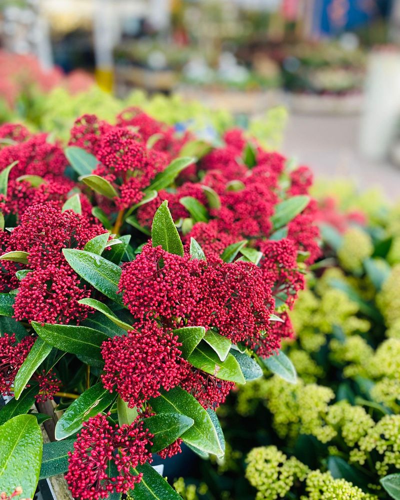 Skimmia