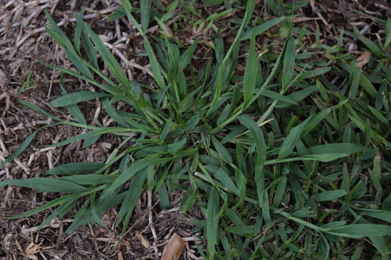 Crabgrass (Digitaria Spp.)