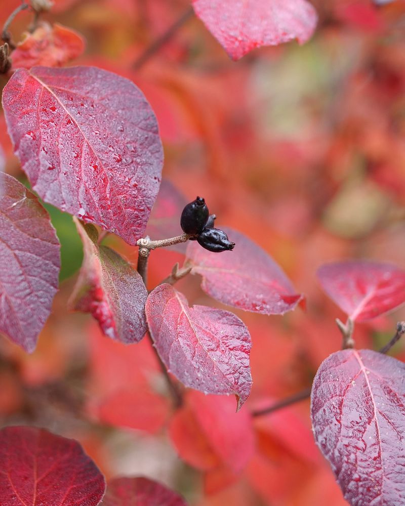 Fall Foliage Creates A Second Season Of Beauty