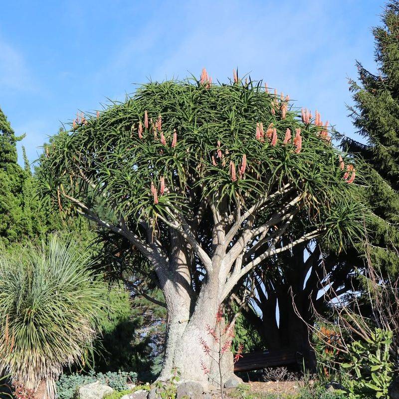 Aloe Barberae (Tree Aloe)