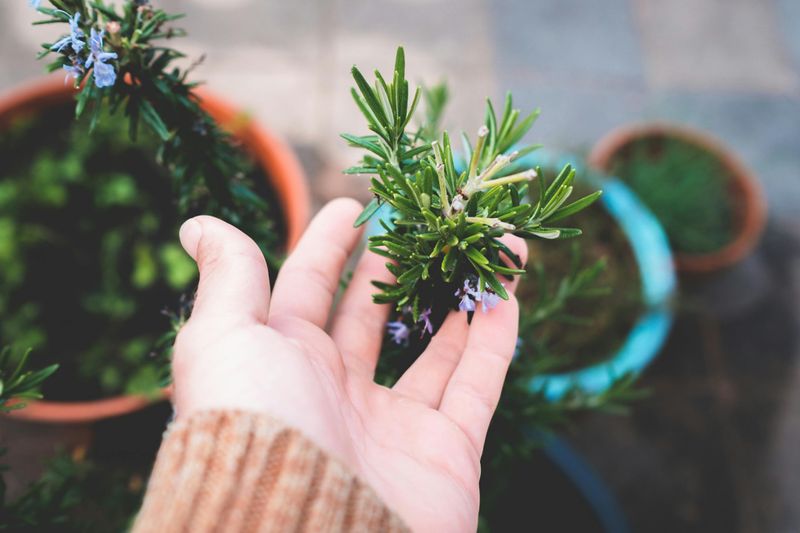 How To Place Rosemary Near Your Door Without Destroying It