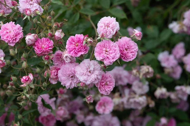 Roses That Excel In South Florida Conditions