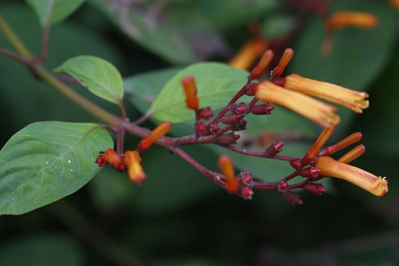 Why Firebush Responds Differently Than Most Shrubs