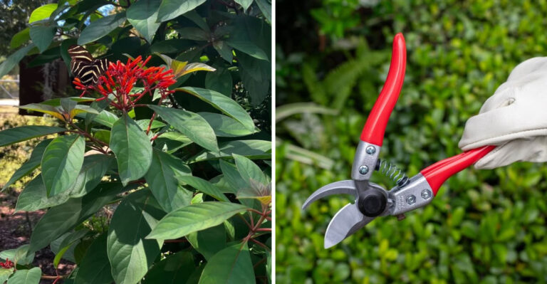 native florida firebush and pruning shears