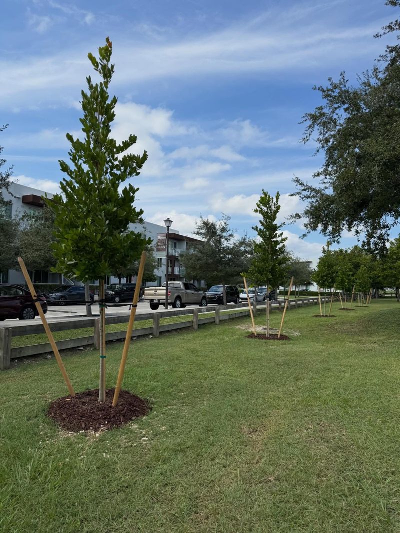 Young Trees That Need Staking And Ones That Don’t