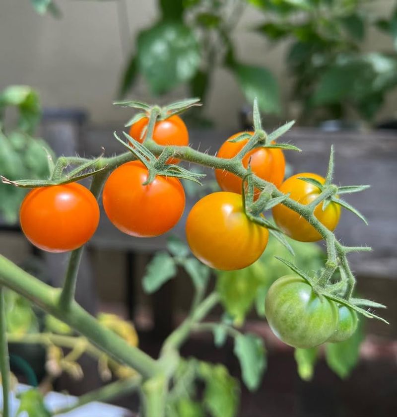 Sun Gold (Cherry Tomato)