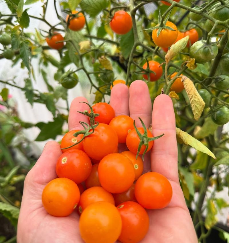Sungold (Cherry Tomato)