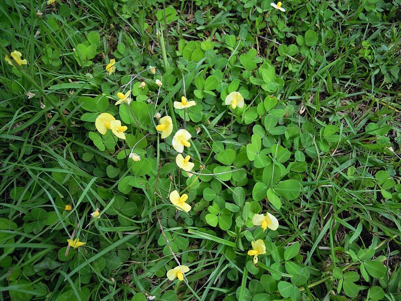 Groundcover Plants That Protect And Improve Soil