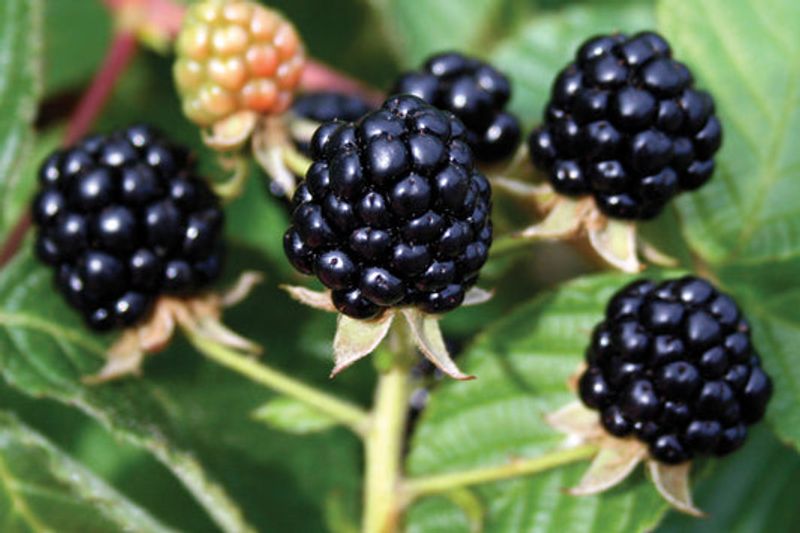 Afghan/Armenian (Himalayan) Blackberry — Invasive Populations