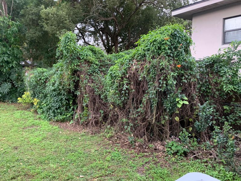 Plants Outgrowing Their Space