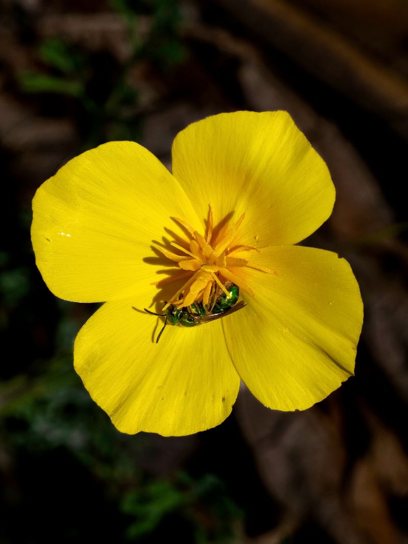 California Poppy (Eschscholzia californica)