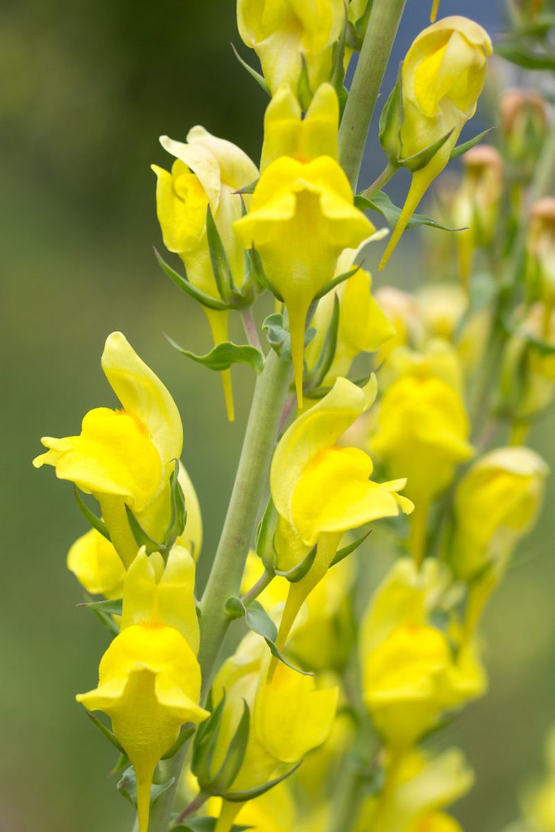 Dalmatian Toadflax (Linaria dalmatica)
