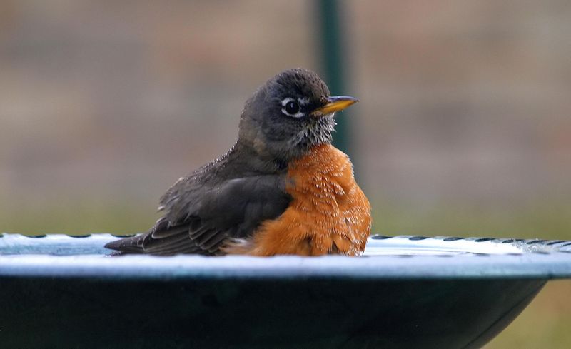 Wildlife Water Features Support Year-Round Hydration