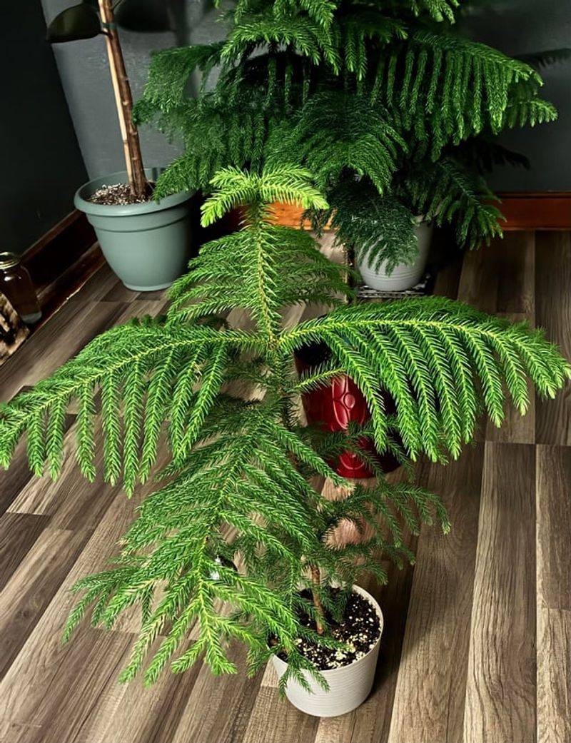 Norfolk Island Pine