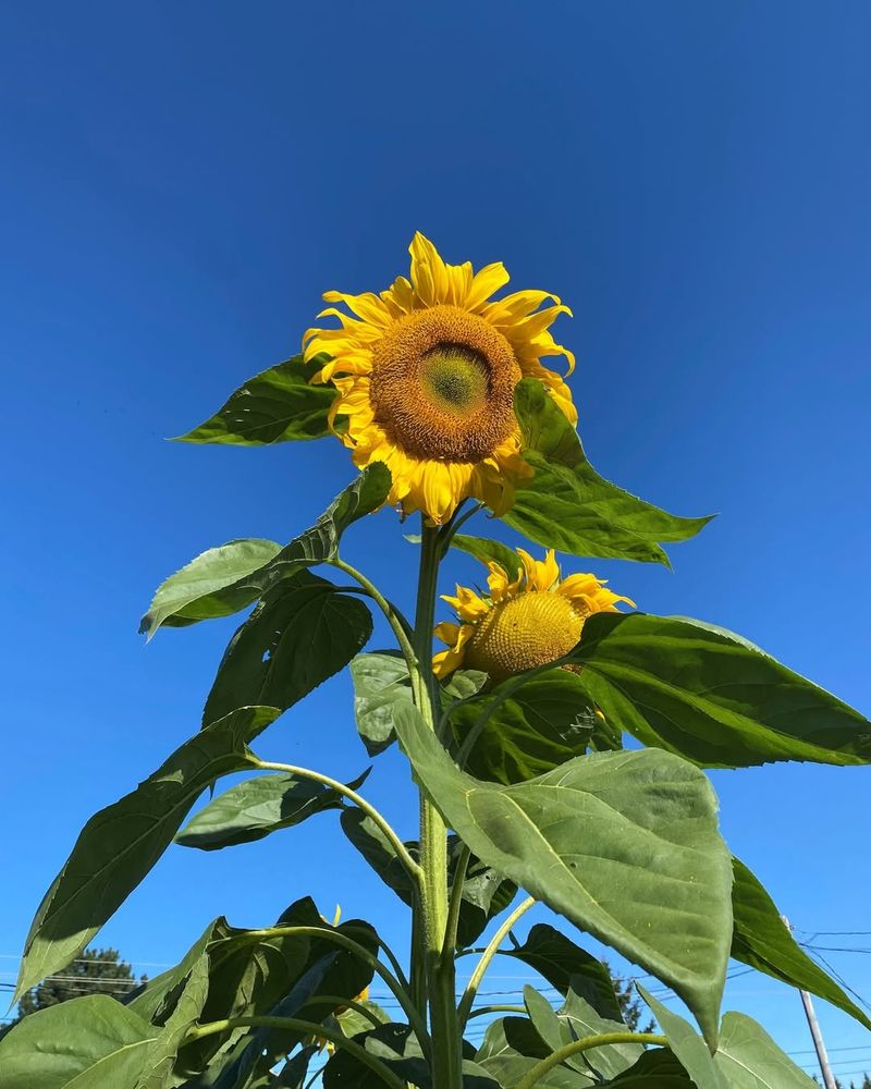 Giant Sunflower