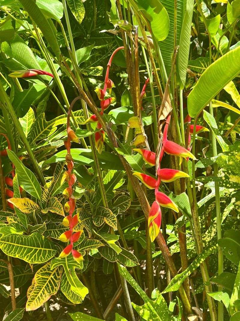 Heliconia Brings True Jungle Vibes