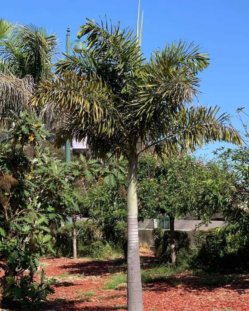 Foxtail Palm For Soft, Sculpted Symmetry