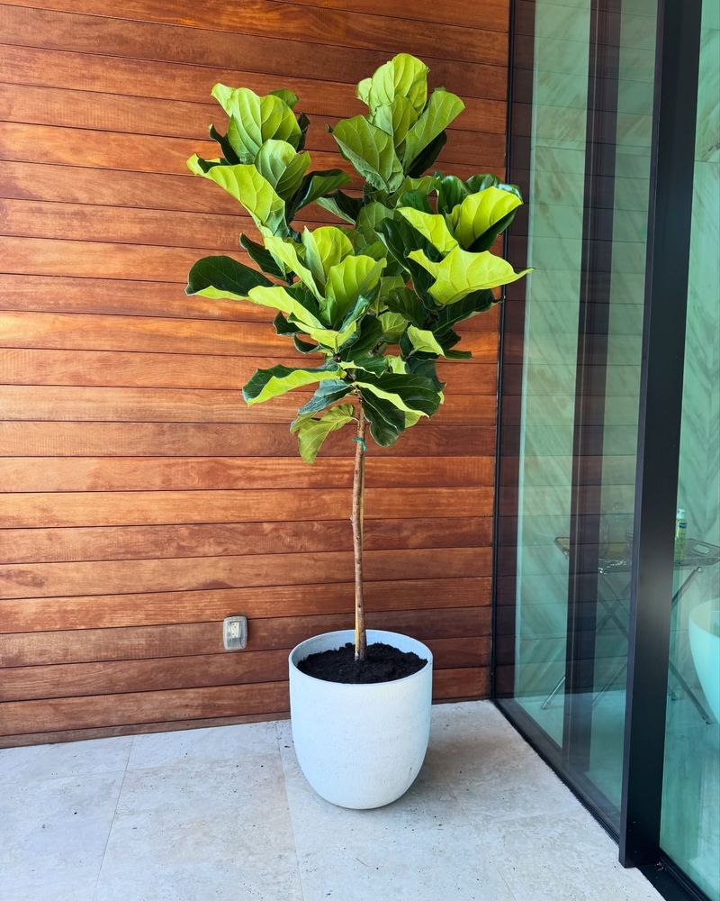 Fiddle Leaf Fig