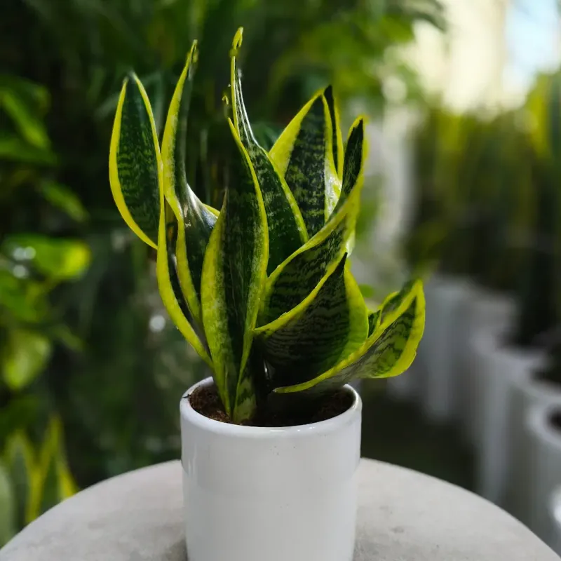 Snake Plant