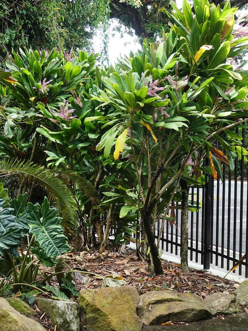 Ti Plant (Cordyline fruticosa)