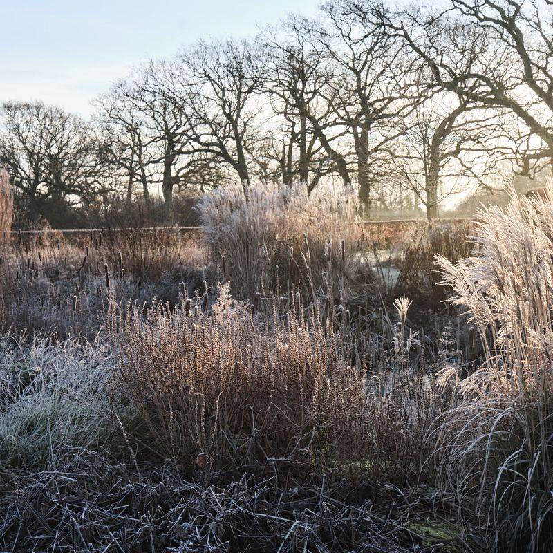 Your Garden Gains Winter Interest And Texture