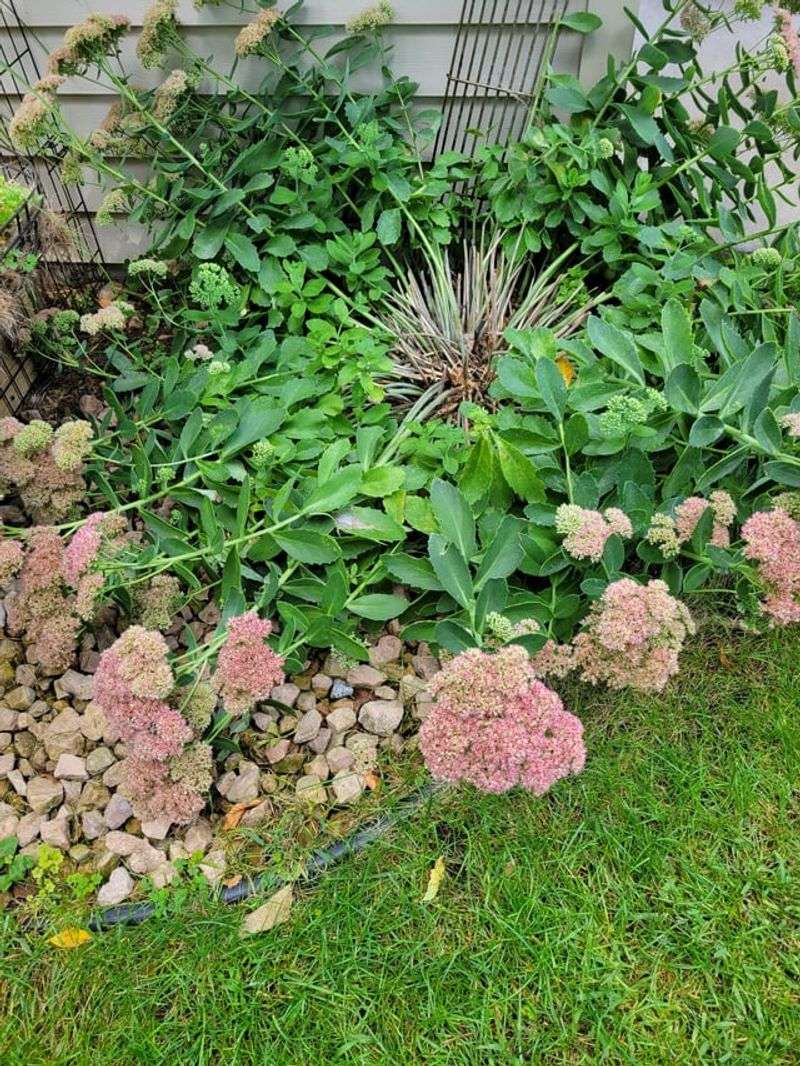 Sedum 'Autumn Joy' Flopping Over Before Bloom
