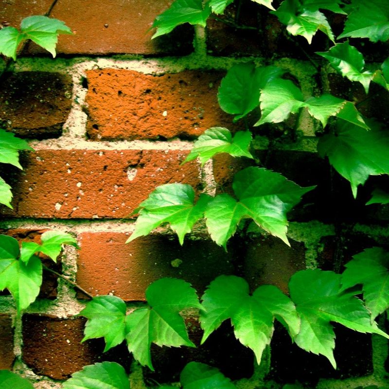 Boston Ivy