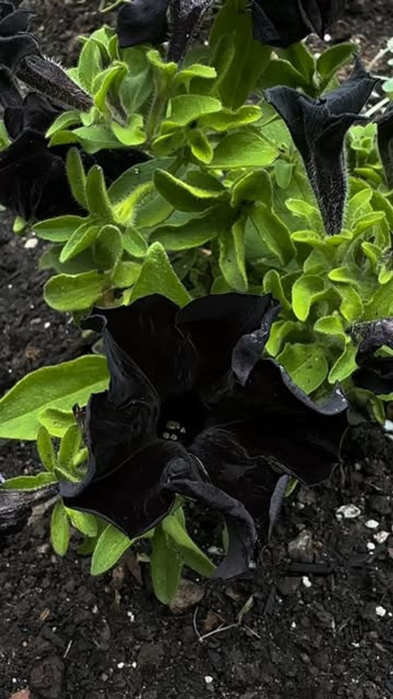 How To Design With Black Plants In Texas Gardens