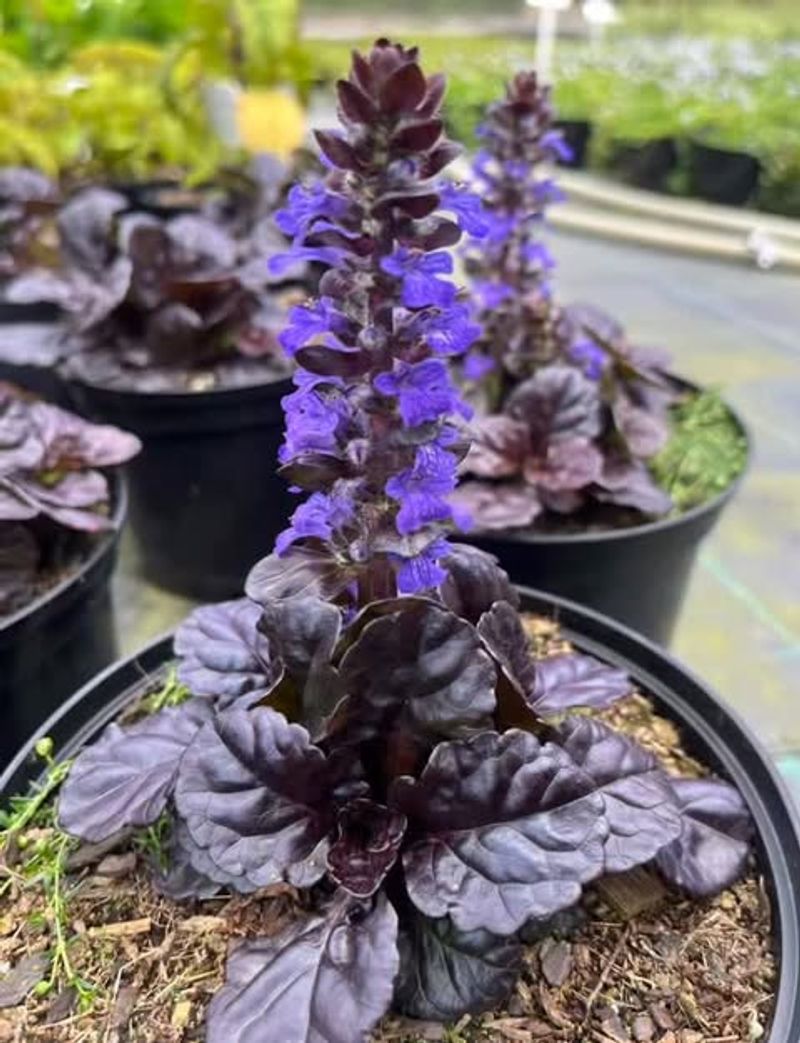 Black Scallop Ajuga