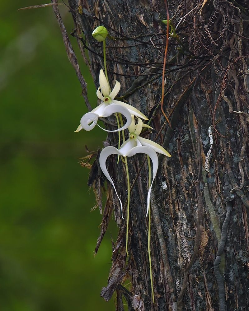 Ghost Orchid (Dendrophylax Lindenii)